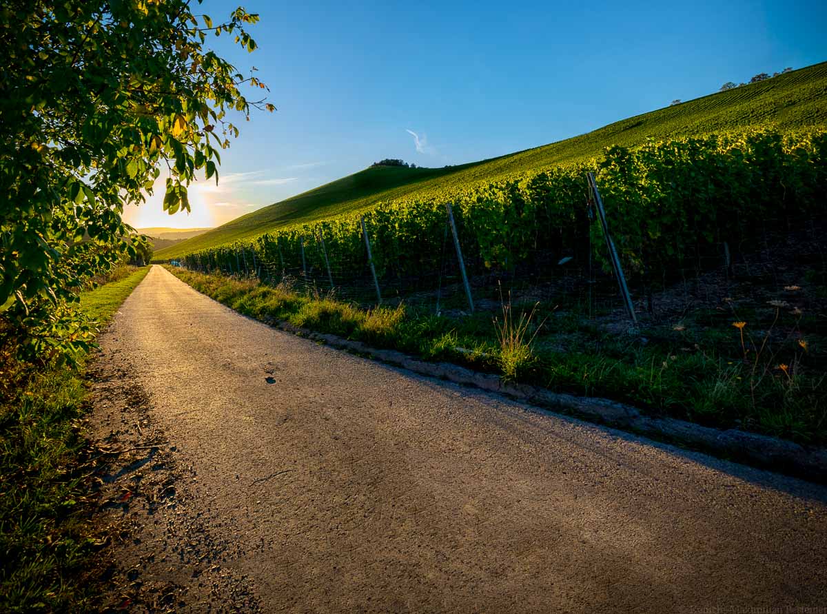 Weinfotografie des Weinbergs Wiltinger Scharzhofberg am Abend. Man blickt links auf eine Straße. Rechts befindet sich der steile Weinberg. Der Himmel ist blau und die Sonne geht unter.